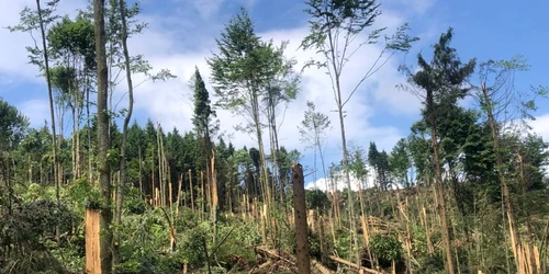 padure doborata de vant judetul suceava 