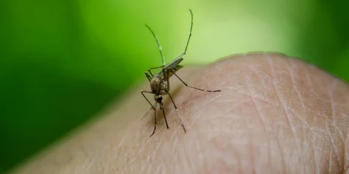 ţinţar insecta west nile foto pixabay
